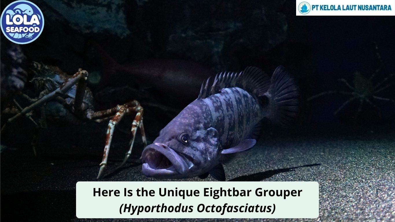 Here Is the Unique Eightbar Grouper (Hyporthodus Octofasciatus)